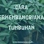 Contoh Tumbuhan Yang Berkembang Biak Dengan Geragih Atau Stolon Adalah